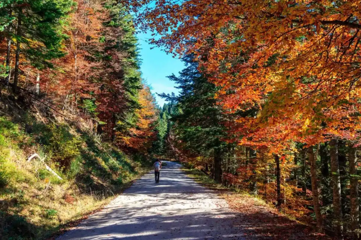 Selva de Irati - rutas, accesos y consejos para visitarla