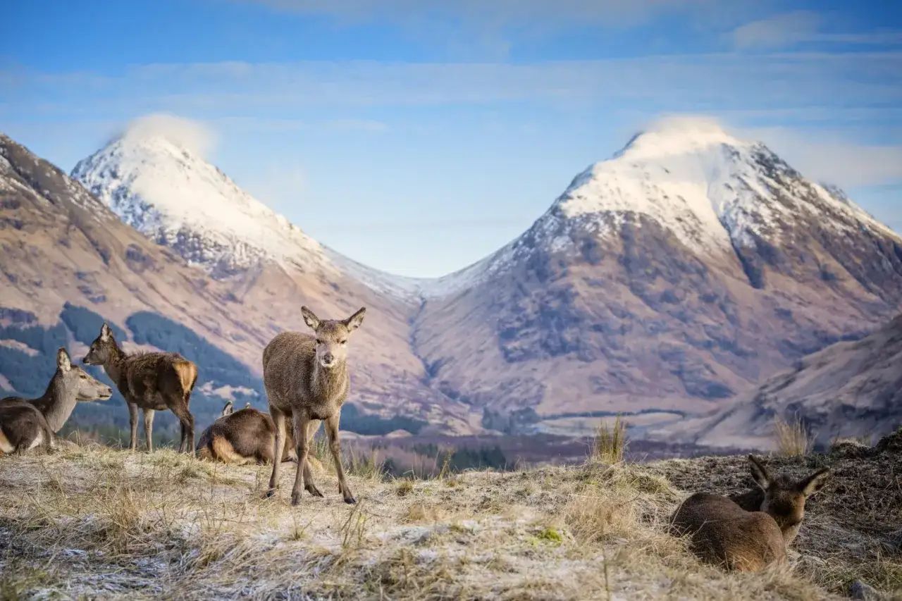 Ciervos pastan en un paisaje invernal, con montañas nevadas al fondo, un escenario perfecto para el West Highland Way.